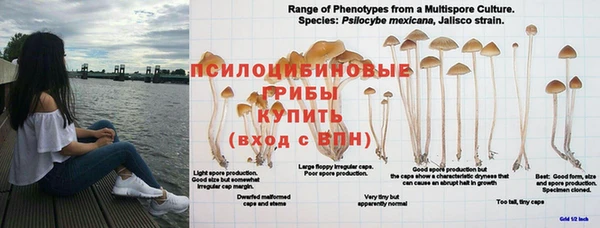 амф Пестово